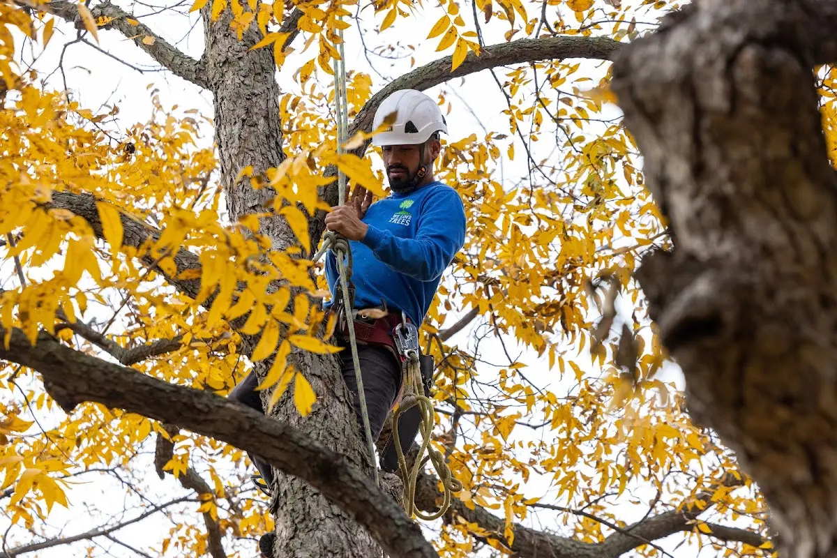 Skilled Tree Planting crew working in Smyrna