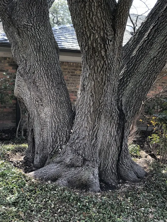 Mature heritage tree close to a Smyrna property cared for by certified arborists